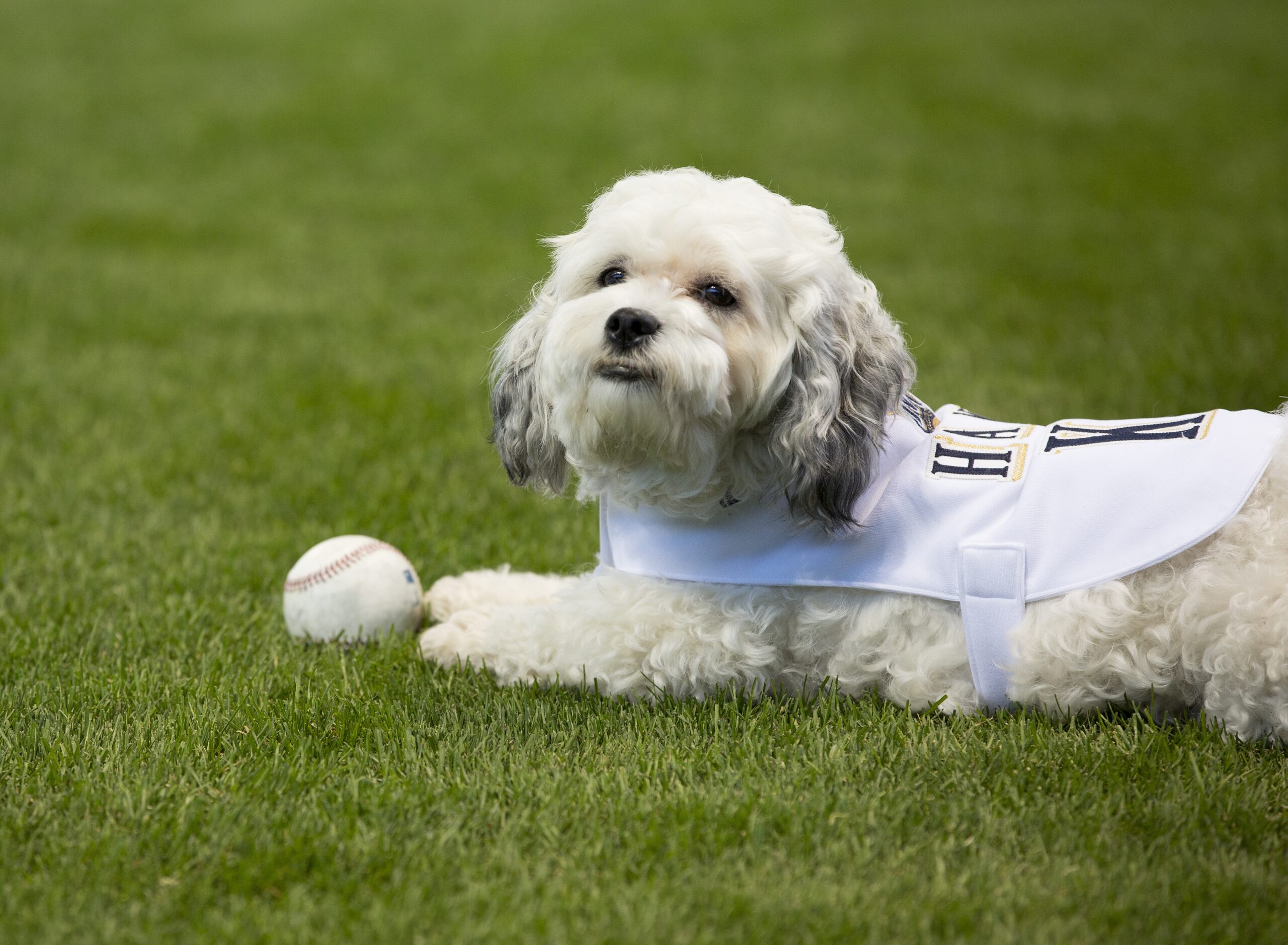 Hank The Ballpark Pup Former Arizona Stray Who Became The Milwaukee Brewers Unofficial Mascot Dies